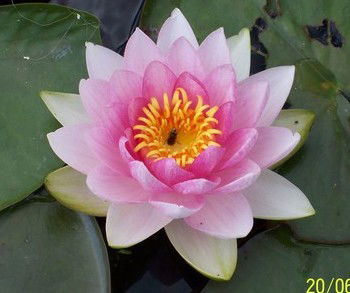 Георгий Михайлов