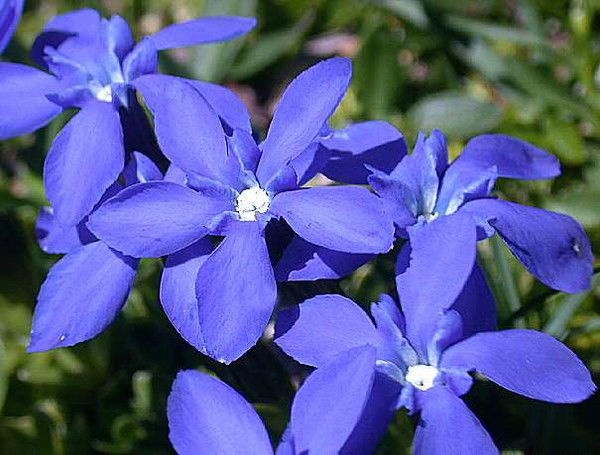 Елена Магомедова