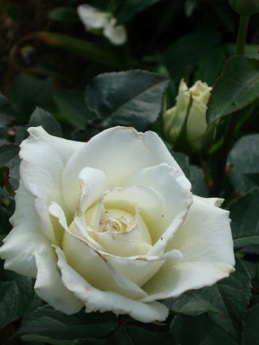 Любовь Кислюк