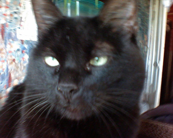 Елена Бажибина