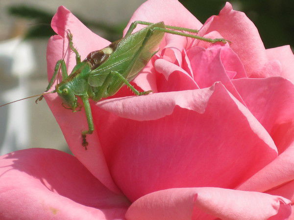 Елена Кирнос