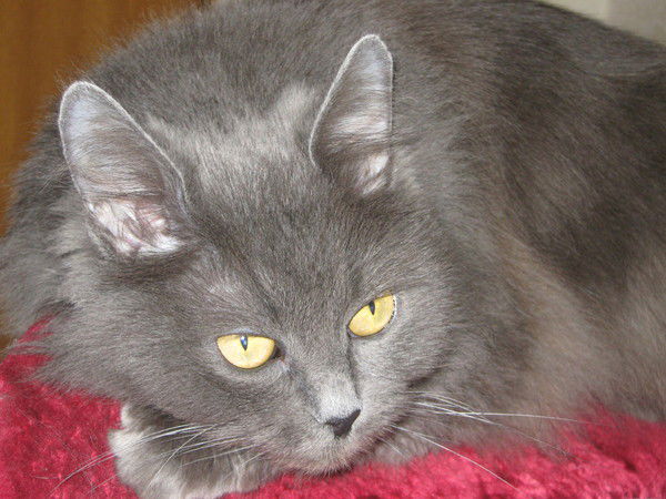 Елена Крупина