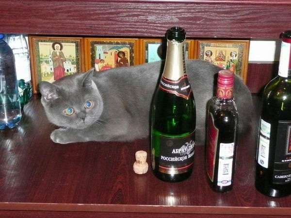 Дмитрий Ковалев