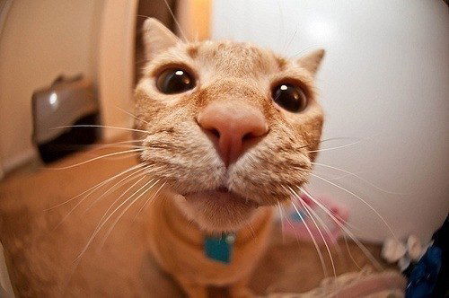 Александр Галитский