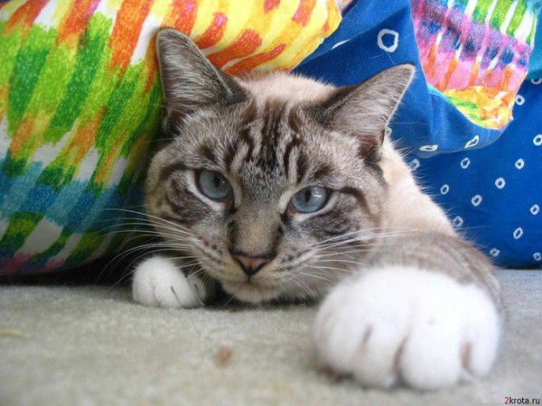 Диана Ковалевич