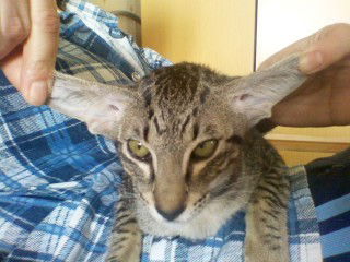 Вадим Маслов