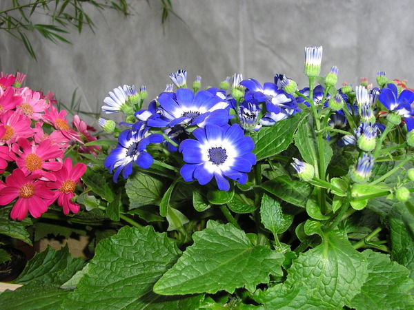 Любовь Спирина