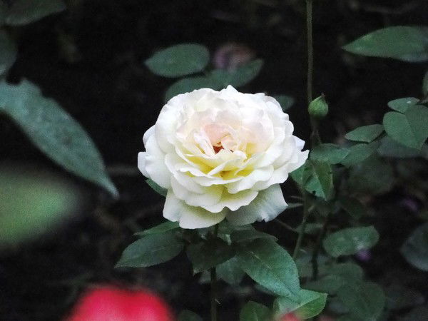 Лутфия Ситоплаева