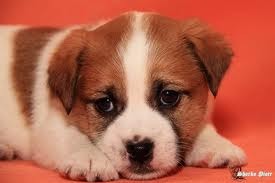 Настенька Засекина