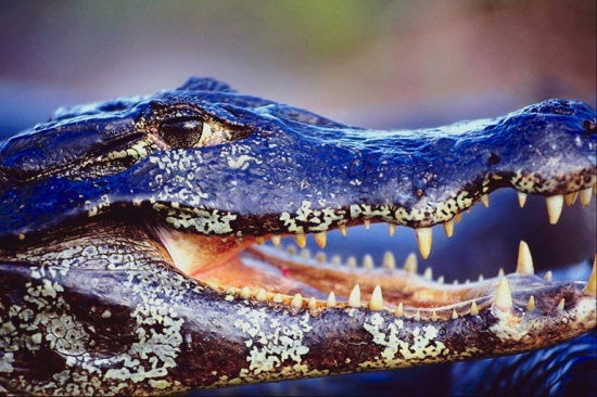 Вася Васильков