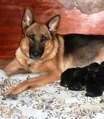 Алла Сигачева