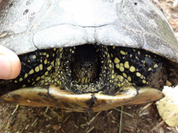 Владимир Кондратьев