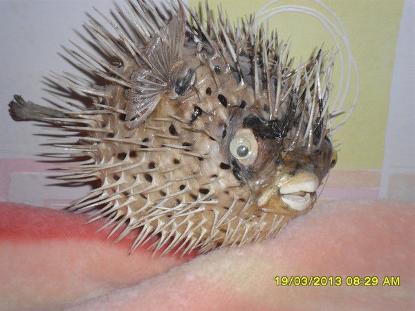 Валерий Мигачёв