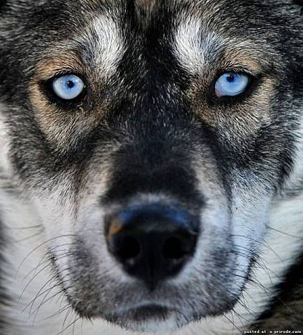 Виктор Киттель