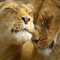 Алие Куртбекова