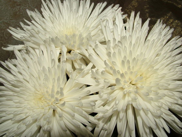 Ася Яковлева