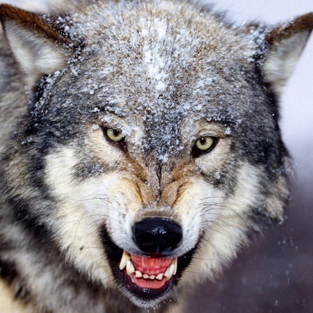 Андрей Роман