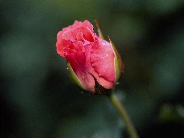 Наталья Гаврилова