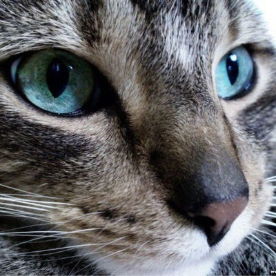 Наталья Алёшина