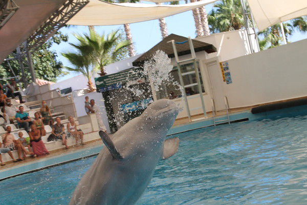 Пётр Тоскин