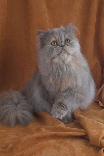 Ольгея Дузинская