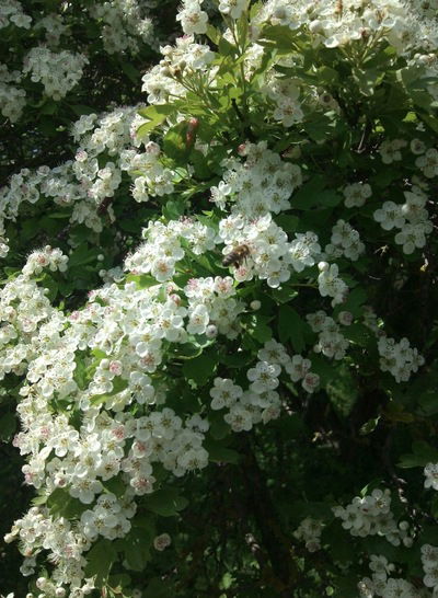 Татьяна Дроздова