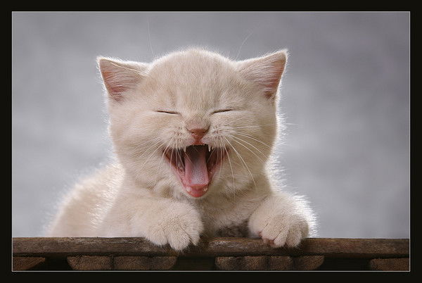 Елена Таргони