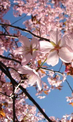 Светлана Колендо