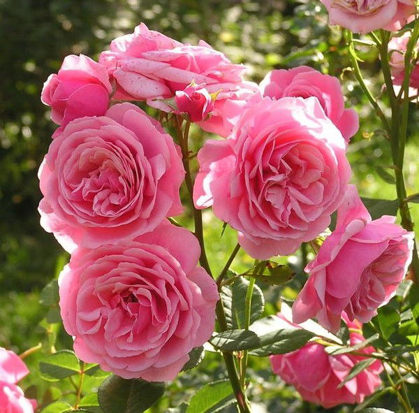 Акерке Мырзалиева