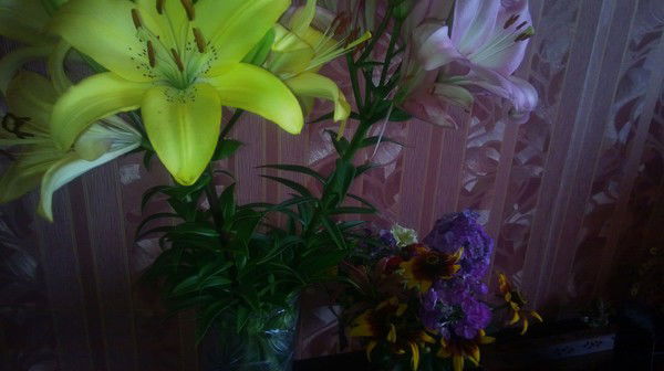 Светлана Light