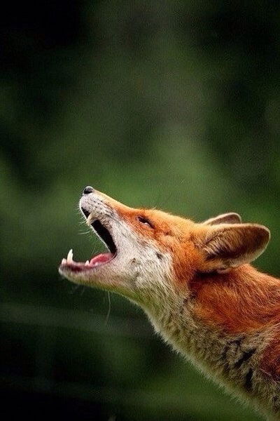 Алиса Шереметьева