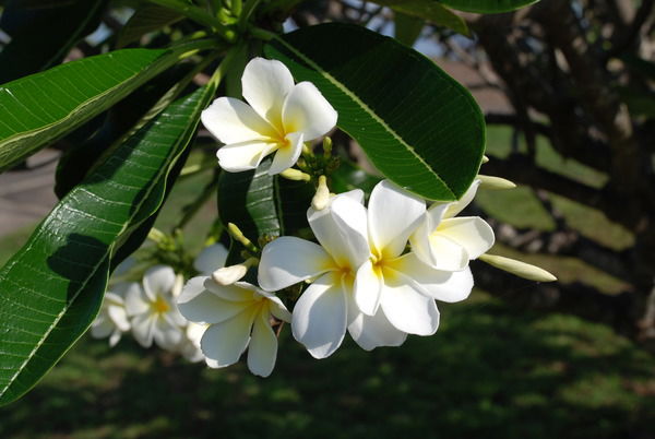 Дмитрий Дмитрий