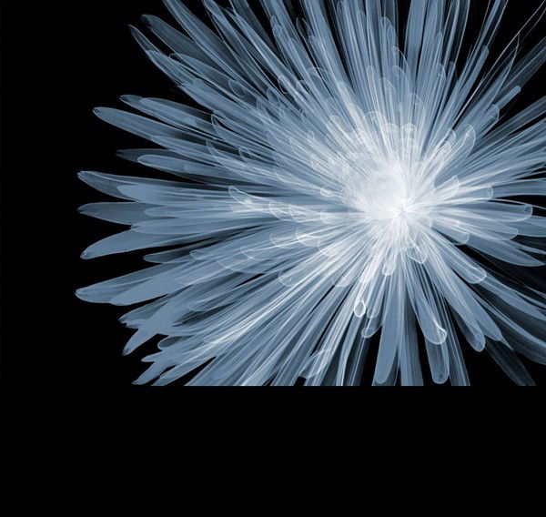 Алексей Чикачев