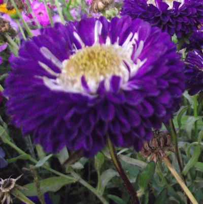 Суламита Суламита