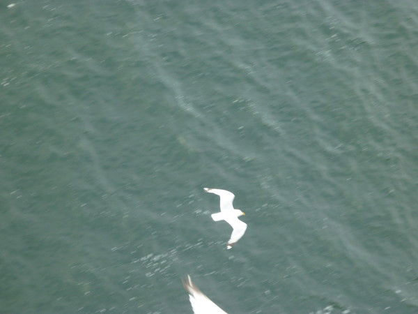 Ирина Богданова