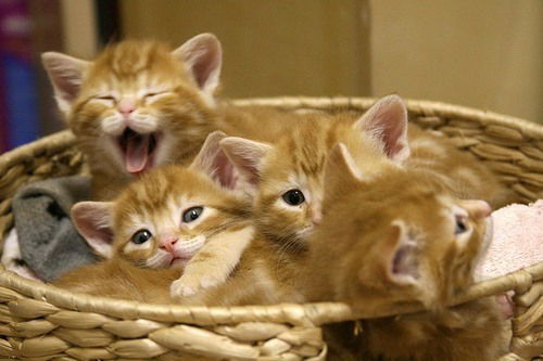 Анечка Буканова