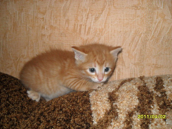 Данил Сташевский