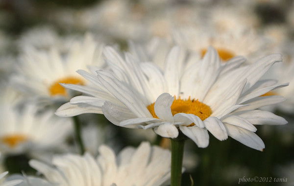 Анна Алютина