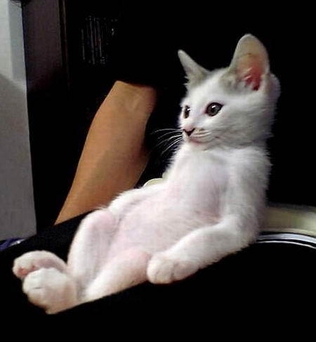 Владимир Янов