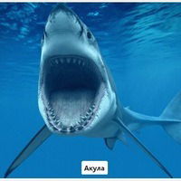 Саня Николаев