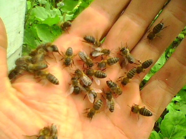 Александр Тодоров