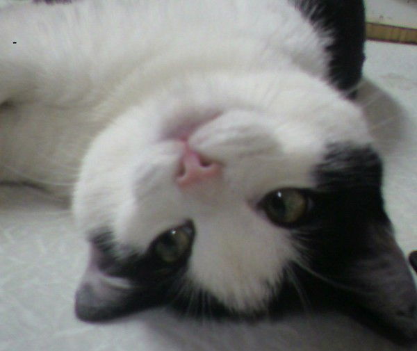 Oлена Панина