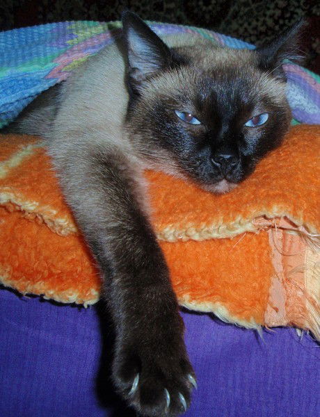 Василий Васильевич