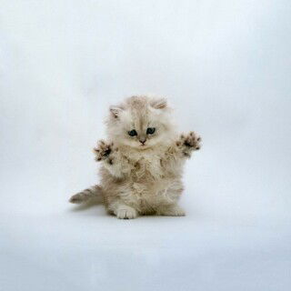 Светлана Коростелева