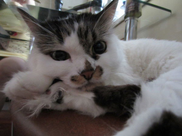 Анна Харламова