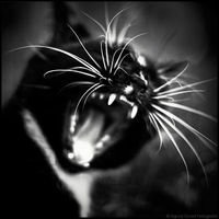 Кошка Домашняя