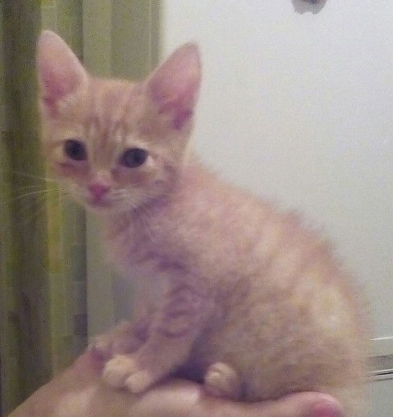 Vitaliiolii Gordeeva