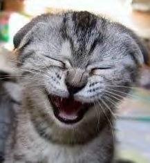 Василёнок В.п.