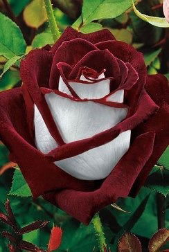 Светлана Гнетова