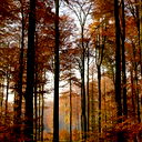 Анна Гарькавенко